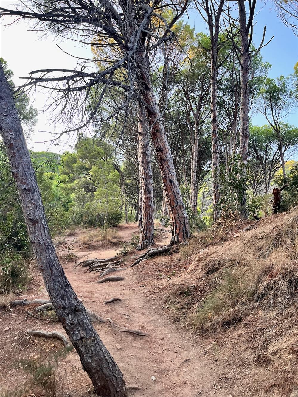 Sendero de pinos en la Costa Brava